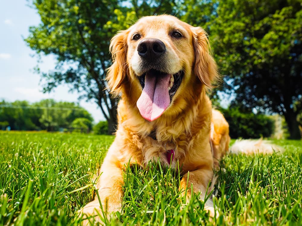 happy golden retriever in grass