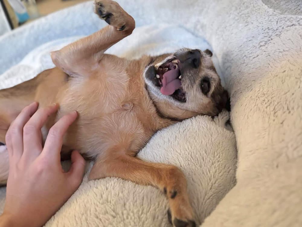 hospice foster dog