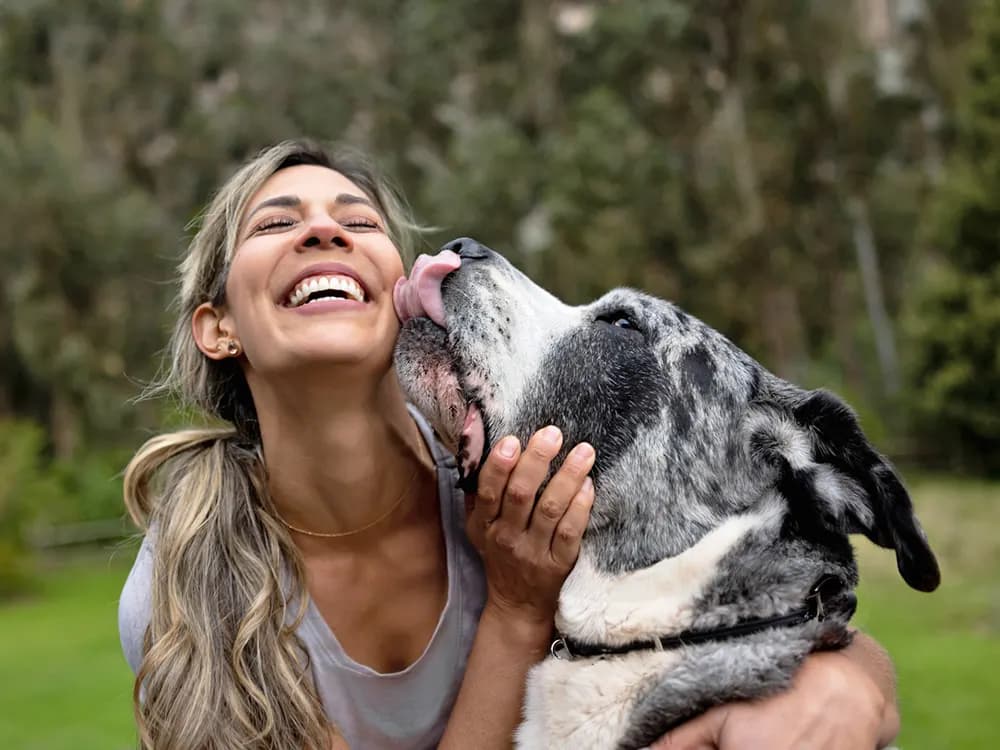 big dog being affectionate