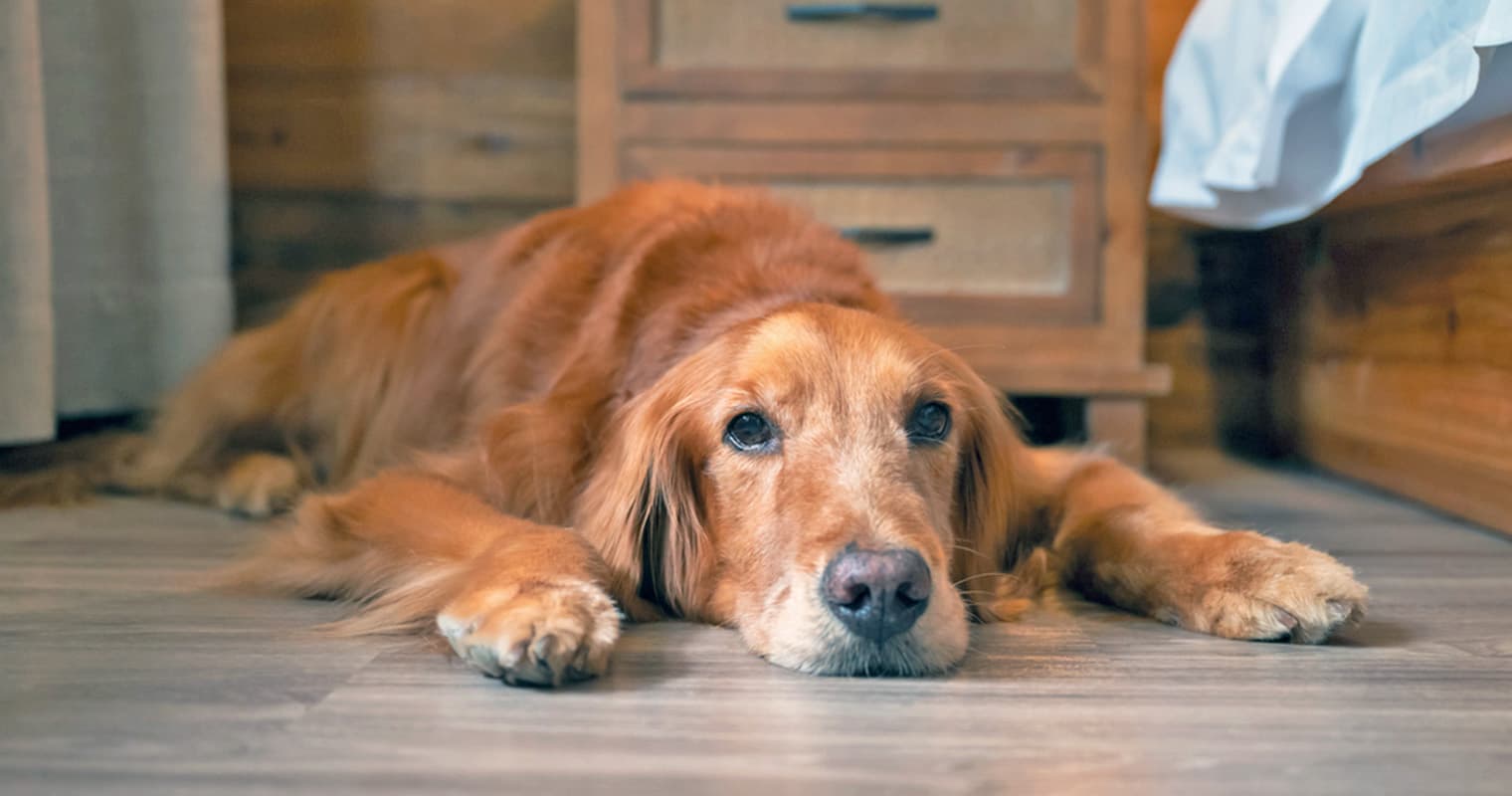How Do I Give up My Golden Retriever?