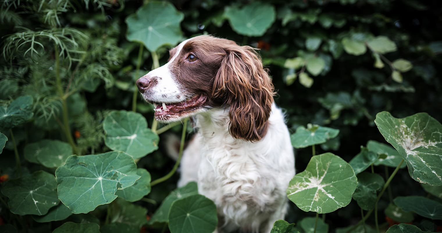 What Is a Natural Dog Repellent?