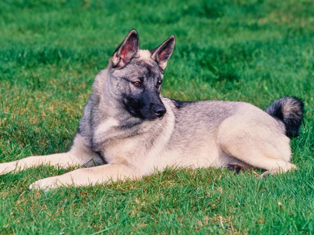 Norwegian Elkhound laying in grass in yard outside