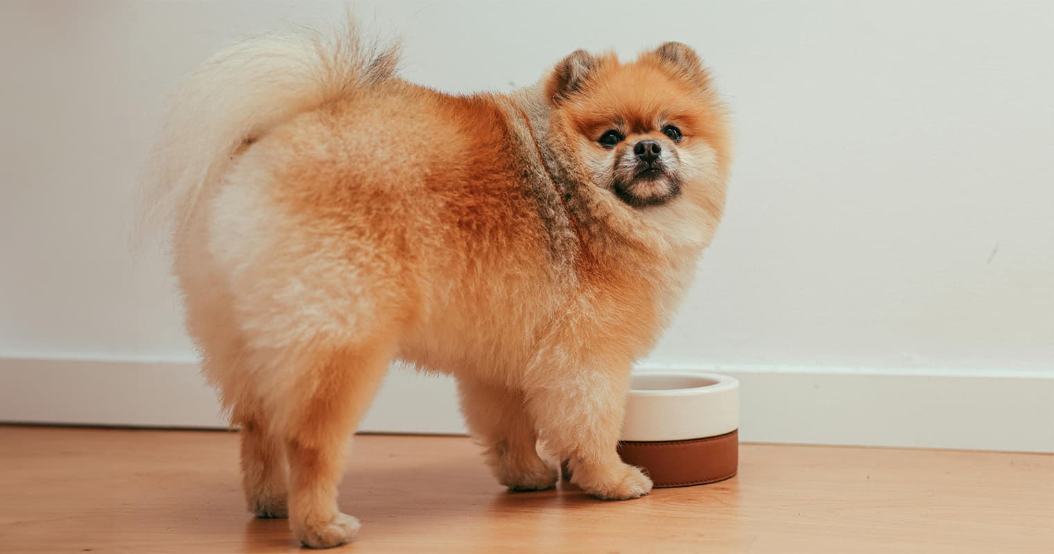 What Happens When a Dog Eats Too Much?