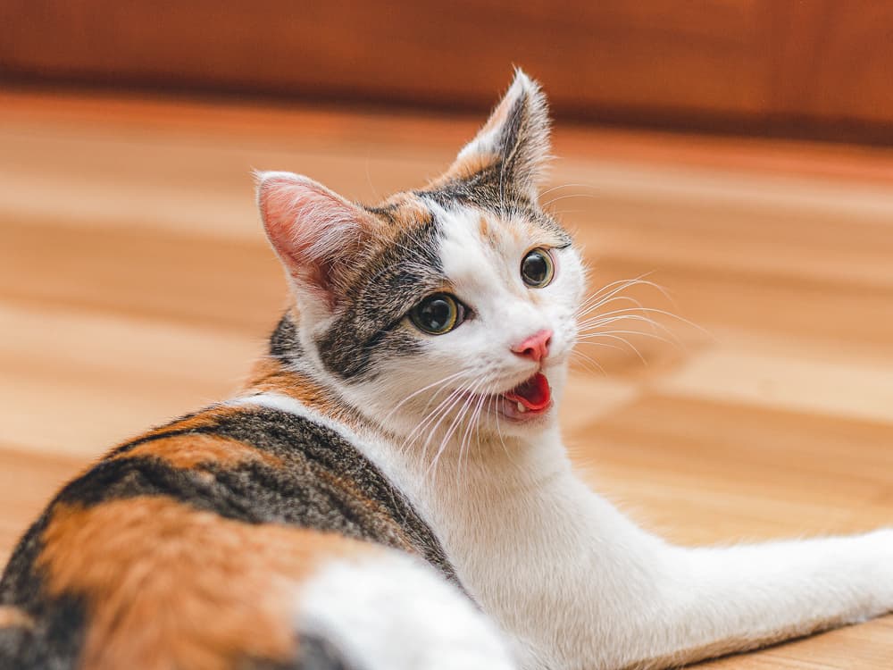 Is My Cat...Panting?