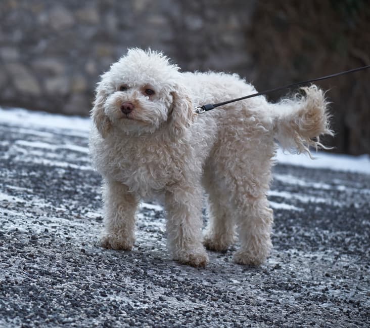A purebred Bolognese dog standing on gravel.