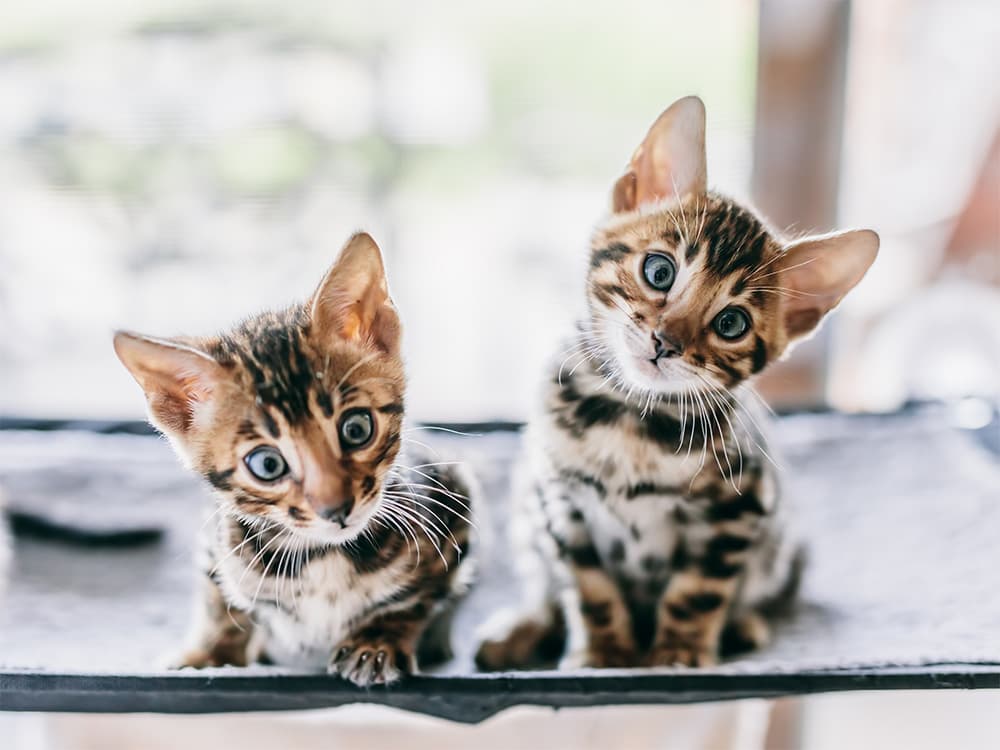 two kittens