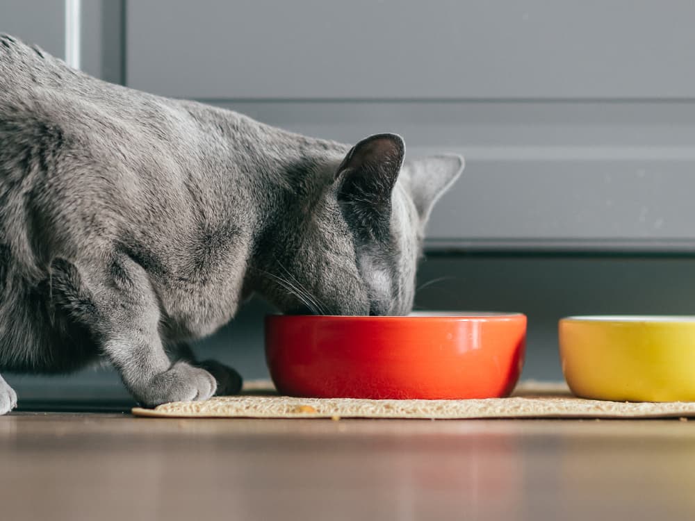 Raw Food Diets for Cats: An Explainer