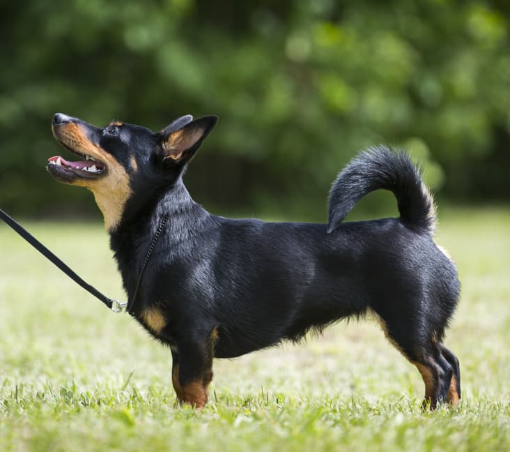 A purebred Lancashire Heeler on leash, standing in the grass.