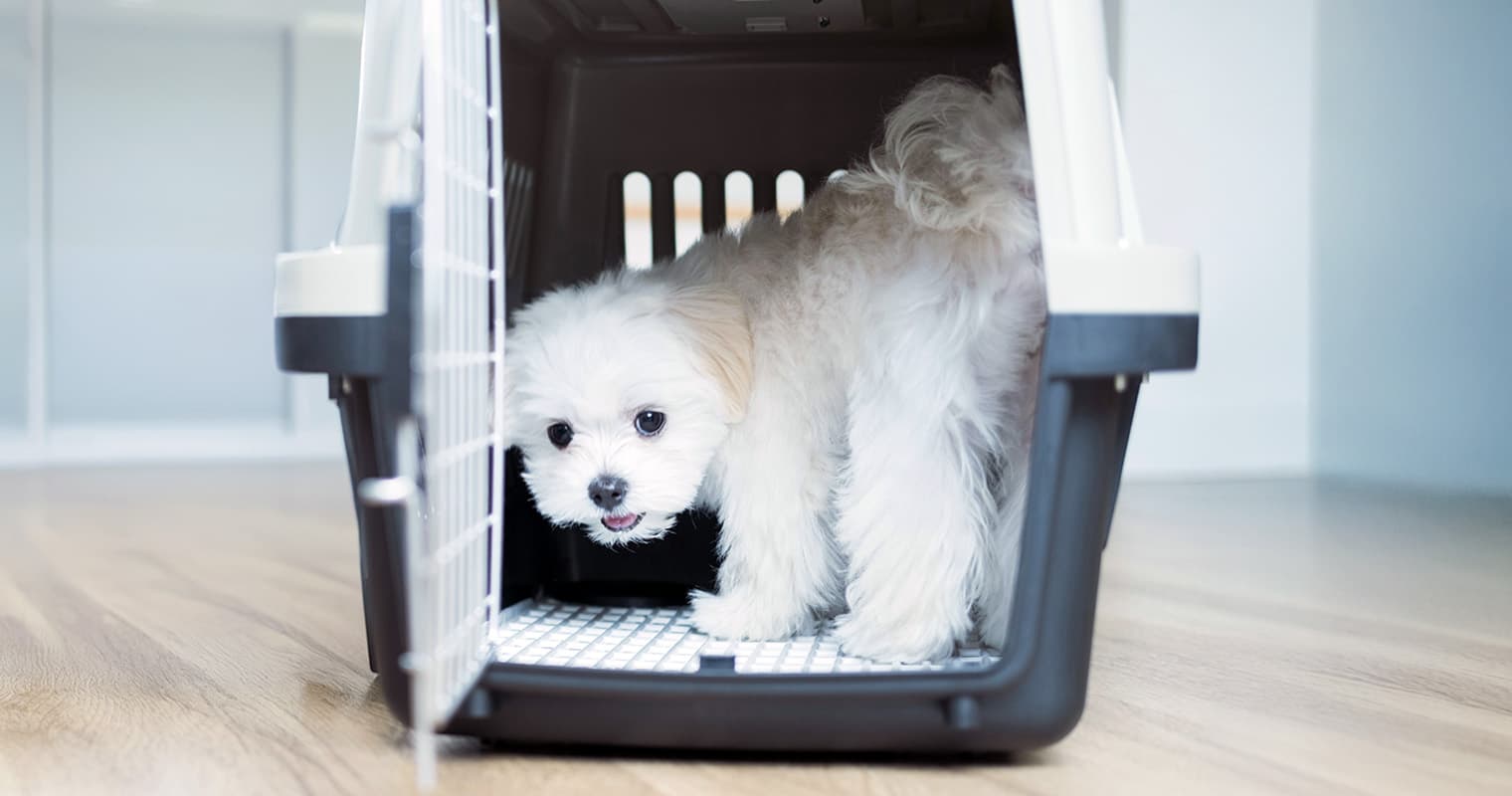 Dog Keeps Peeing in the Crate? Here’s Why—and How to Fix It