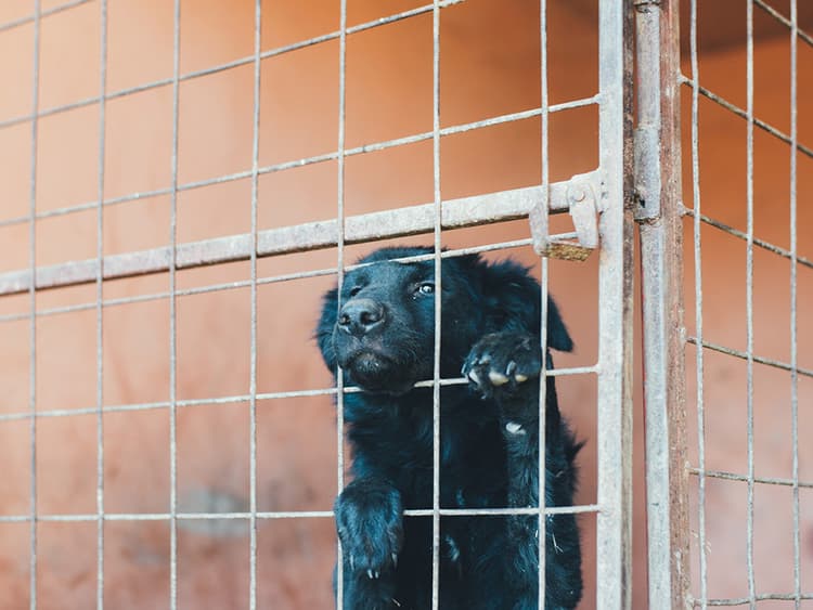 Yay! New York Shut Down the Puppy Mill Pipeline