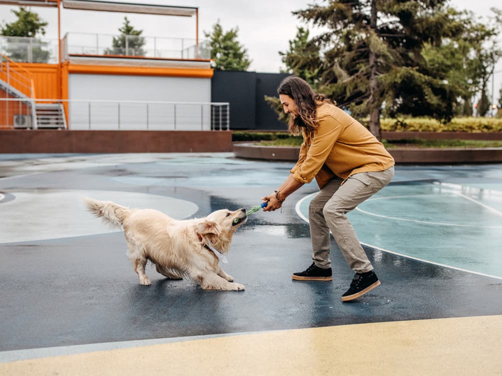 Play-Training Can Be Your Solution to Dog Aggression