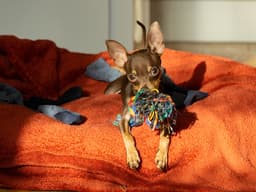 “Help! How Do I Get My Dog to Stop Eating Socks”