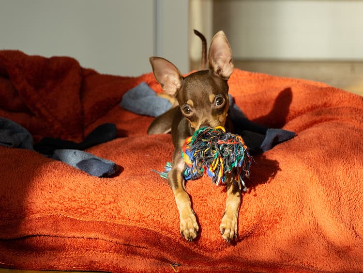 “Help! How Do I Get My Dog to Stop Eating Socks”