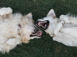 80% of Dogs Have a Dental Disease — Does Yours?