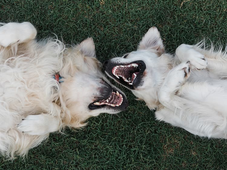 80% of Dogs Have a Dental Disease — Does Yours?