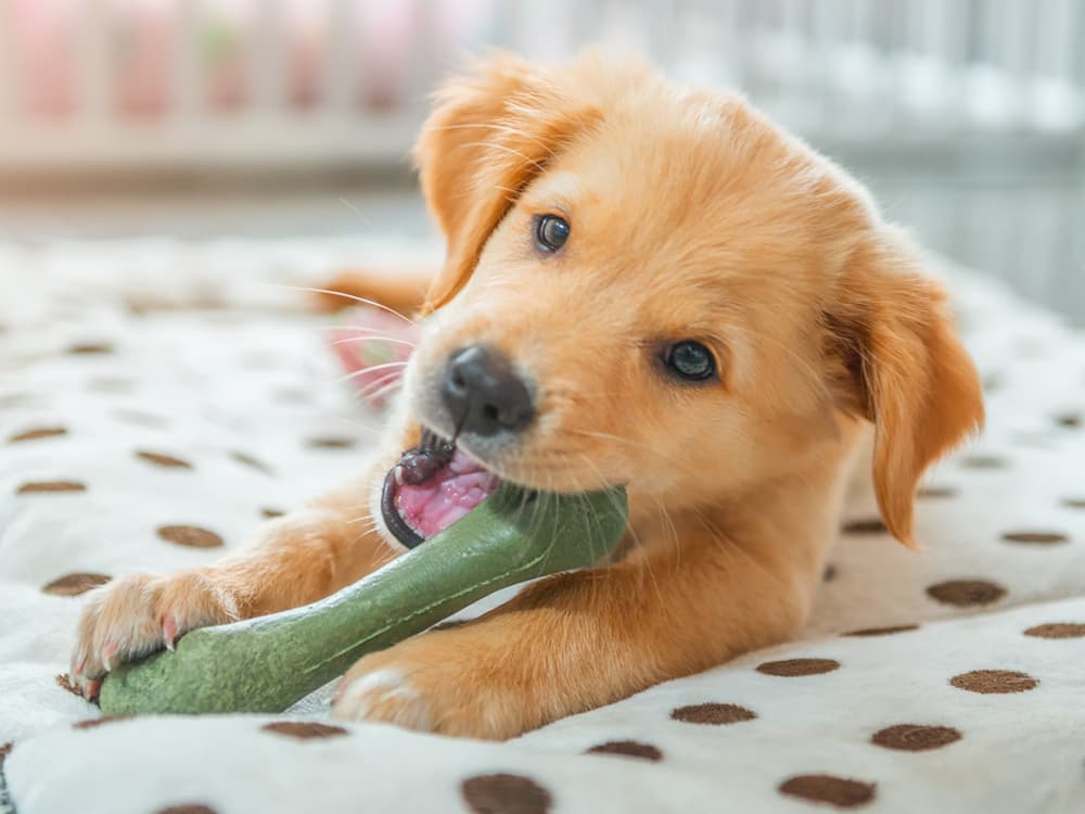Playful Young Golden Retriever Puppy with Toys