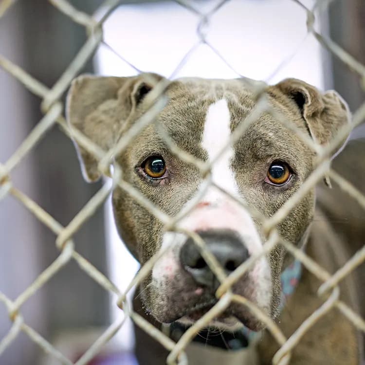 dog inside of a kennel at a shelter