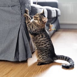 Having This In Your Home Will Make Your Cat Scratch More, New Study Says