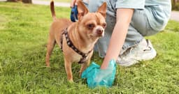 What Should You Do With Your Dog’s Poop?