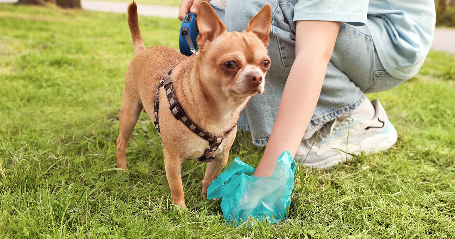 What Should You Do With Your Dog’s Poop?