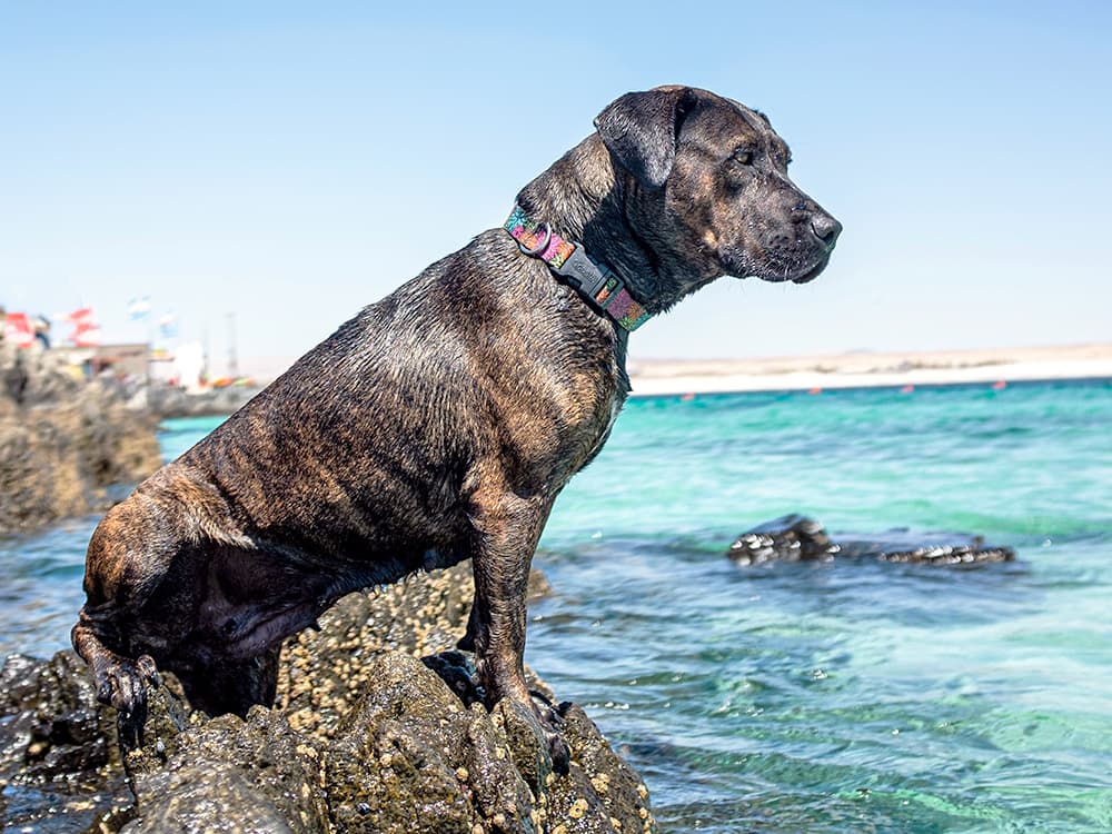 Boxer Mastiff mixed breed dogs outside.
