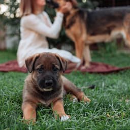 How Can You Determine Your Dog’s Age?