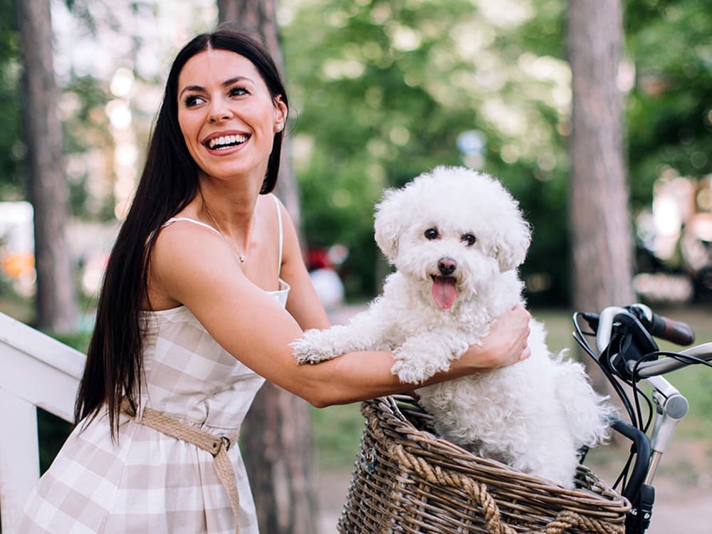 bichon frise in bike basket