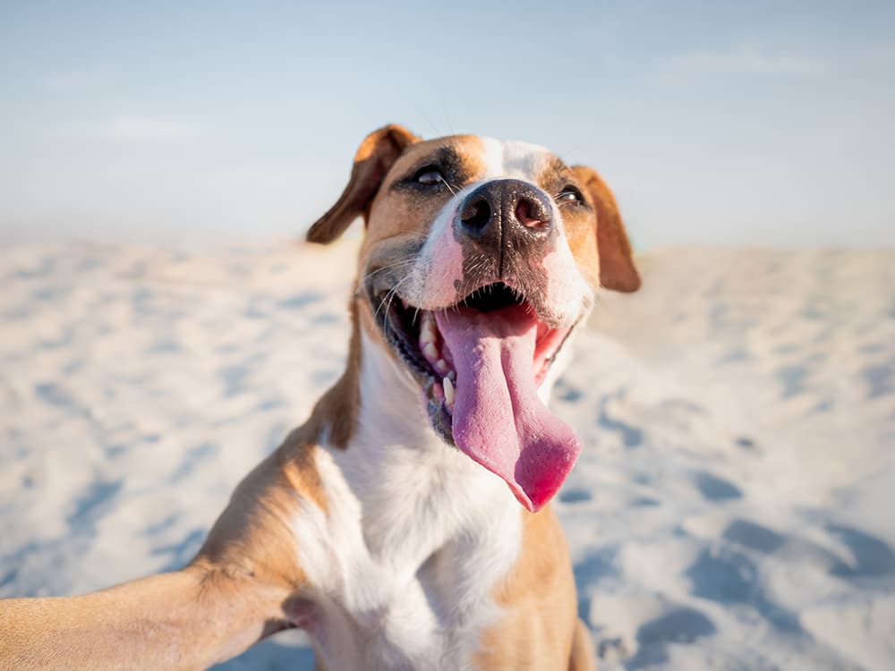 Can Dogs Smile?