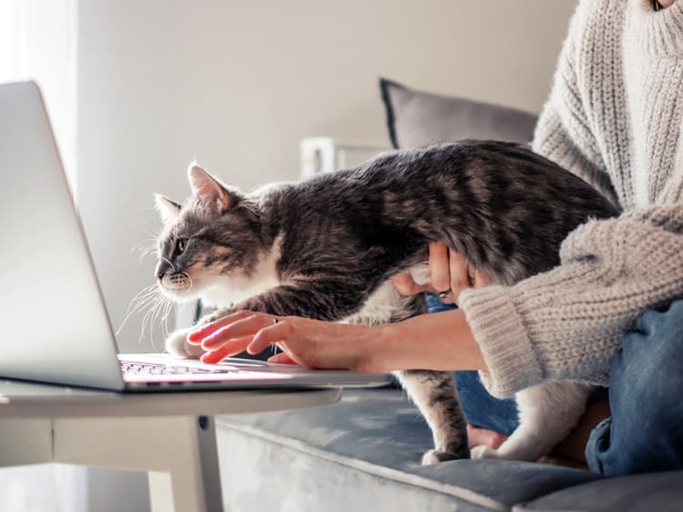 Cats Associate Words With Images Faster Than Babies, New Study Finds