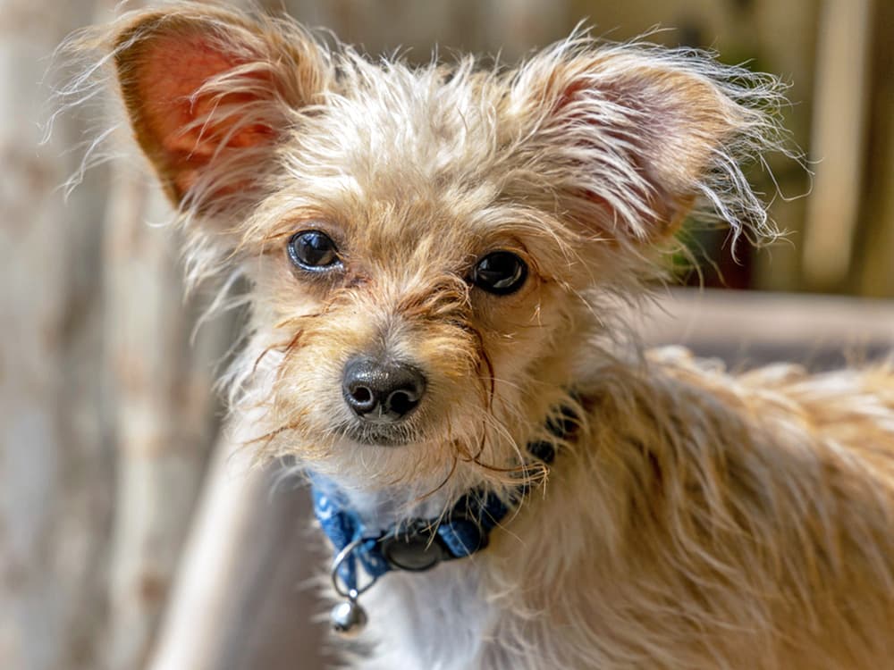 Chipoo: Chihuahua + Poodle