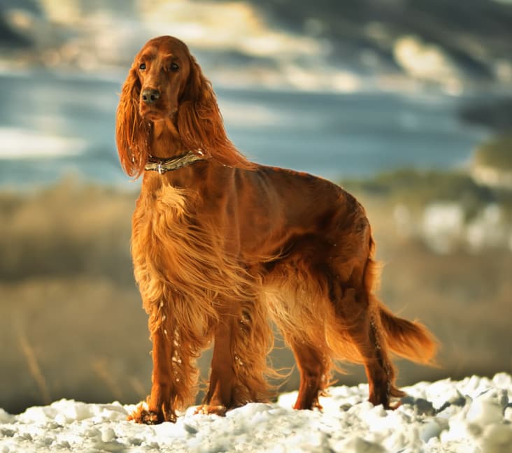 A purebred Irish Setter dog standing in the snow.