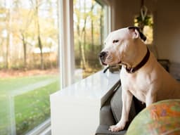 Separation Anxiety in Dogs