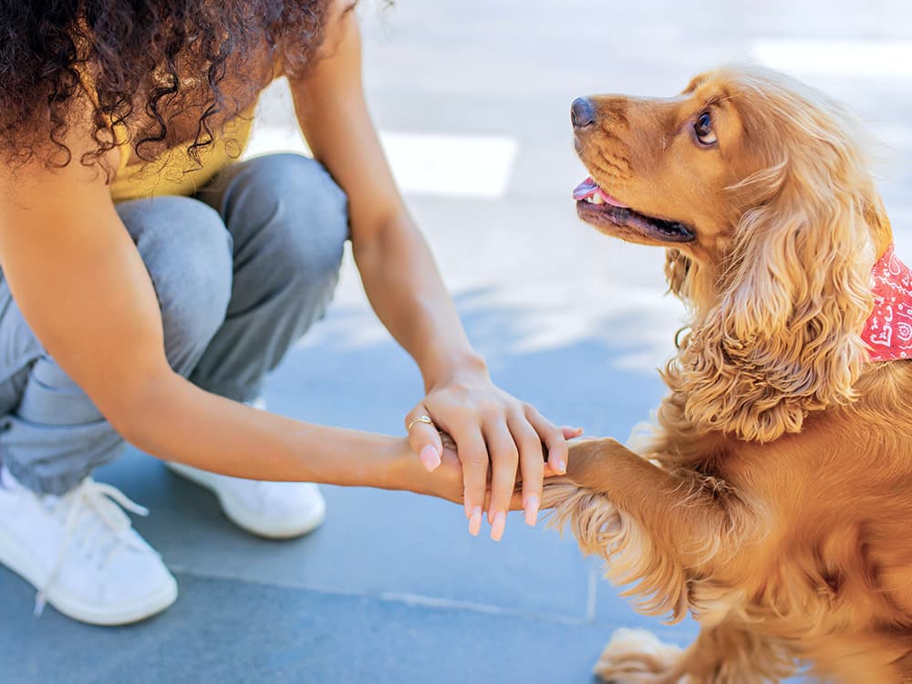 Is It OK to Adopt a Dog Who Looks Just Like Your Dog Who’s Passed?