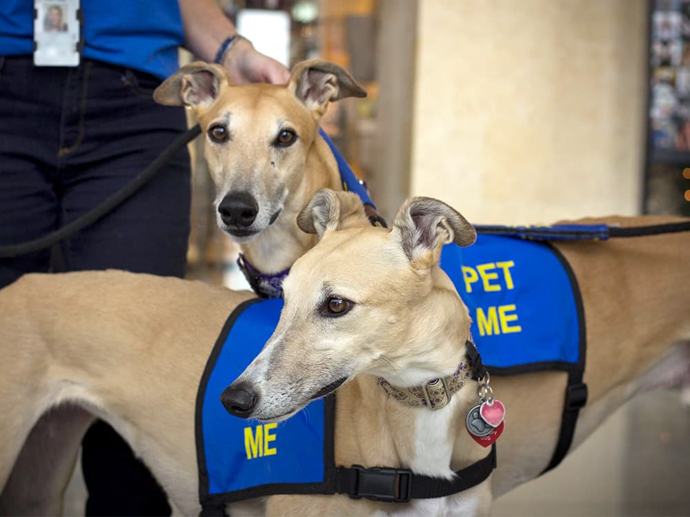 Stress Busting Benefits of Airport Therapy Dogs