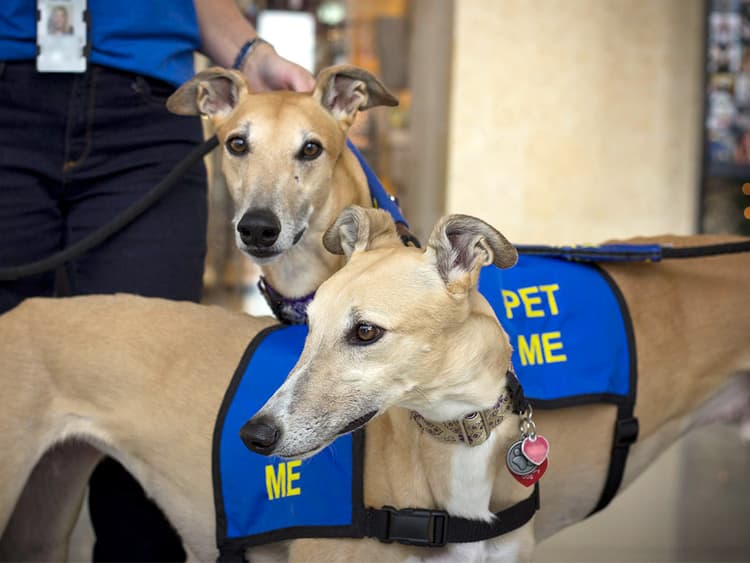 Stress Busting Benefits of Airport Therapy Dogs
