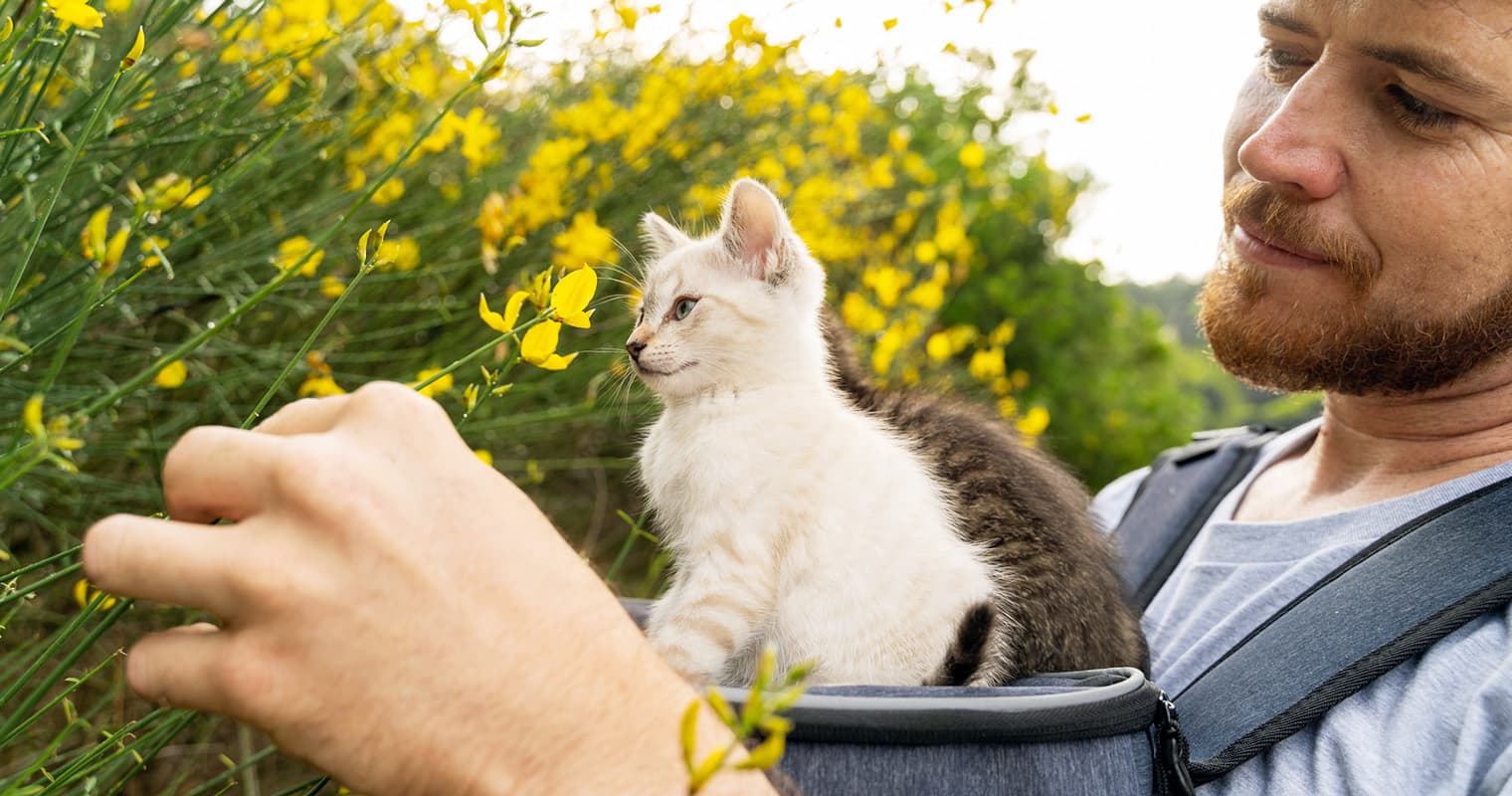 When Can Kittens Go Outside?