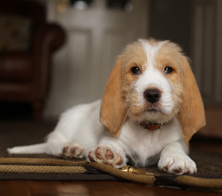 A purebred Petit Basset Griffon Vendeen dog laying down.