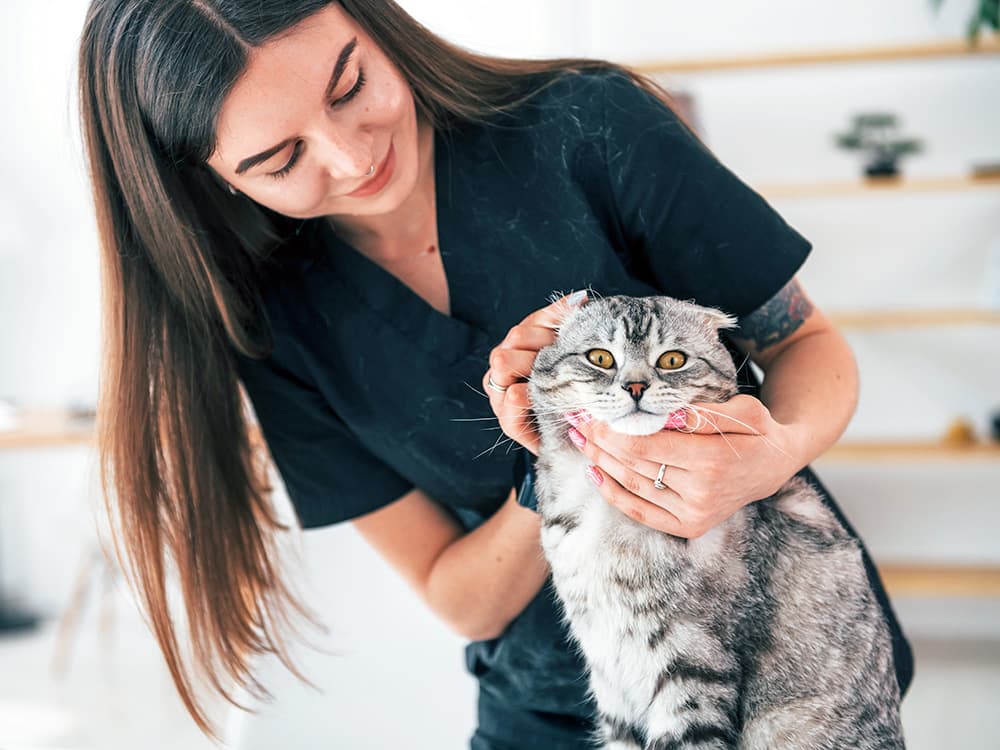 How to Clean Your Cat’s Ears: A Guide to Your Cat’s Ear Health