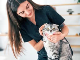 How to Clean Your Cat’s Ears: A Guide to Your Cat’s Ear Health