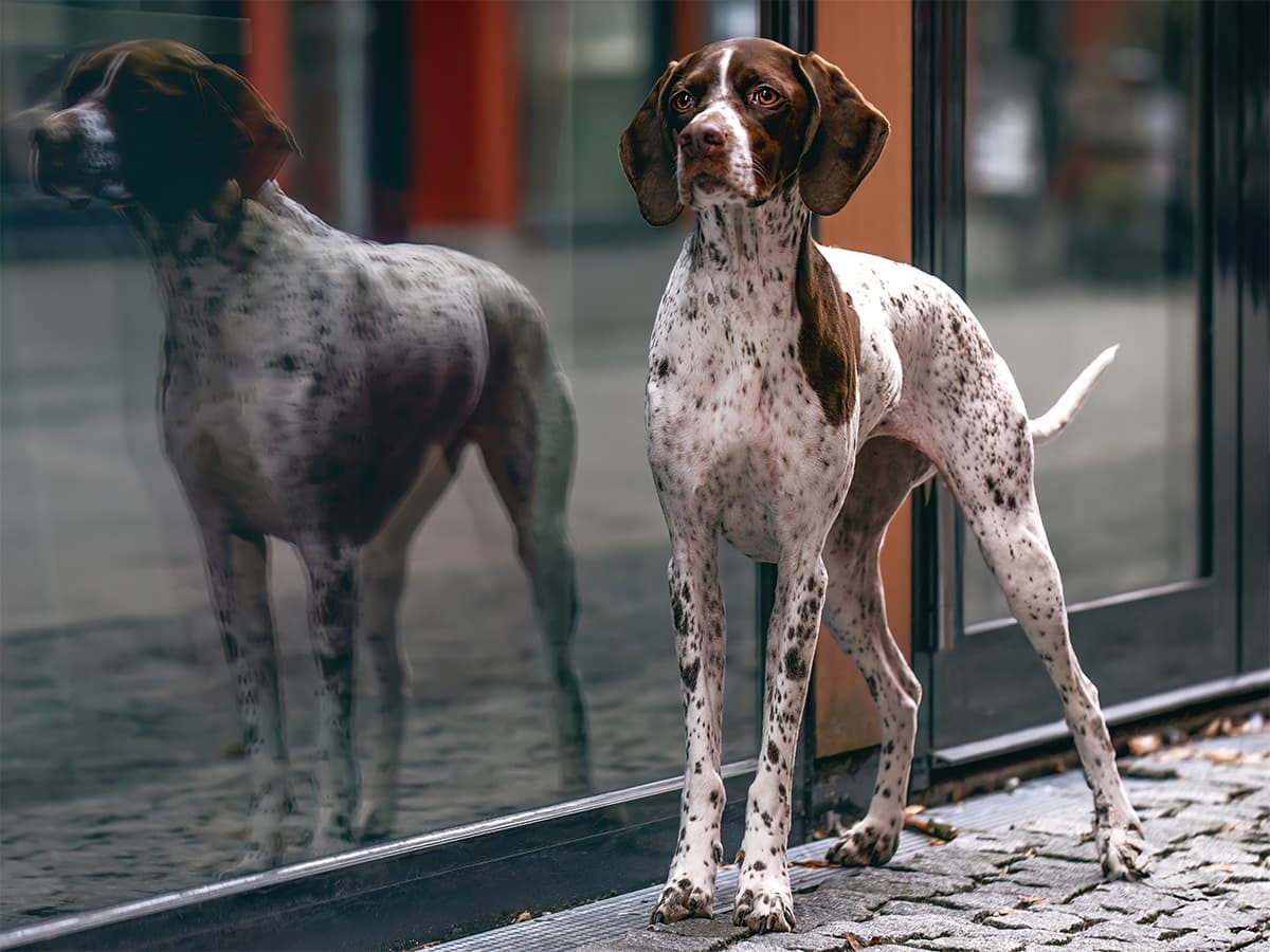 brown and white dog stands by glass window on street