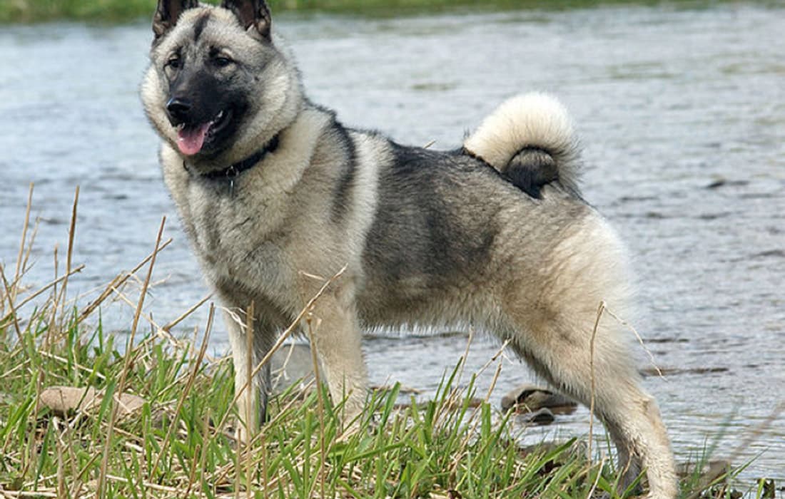Gray Norwegian Elkhound dog