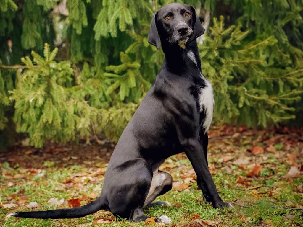 Adoptable dog in ky