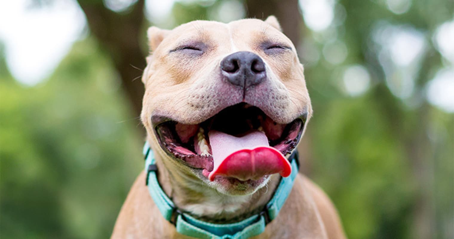 These Are the Happiest-Looking Dog Breeds, According to Science