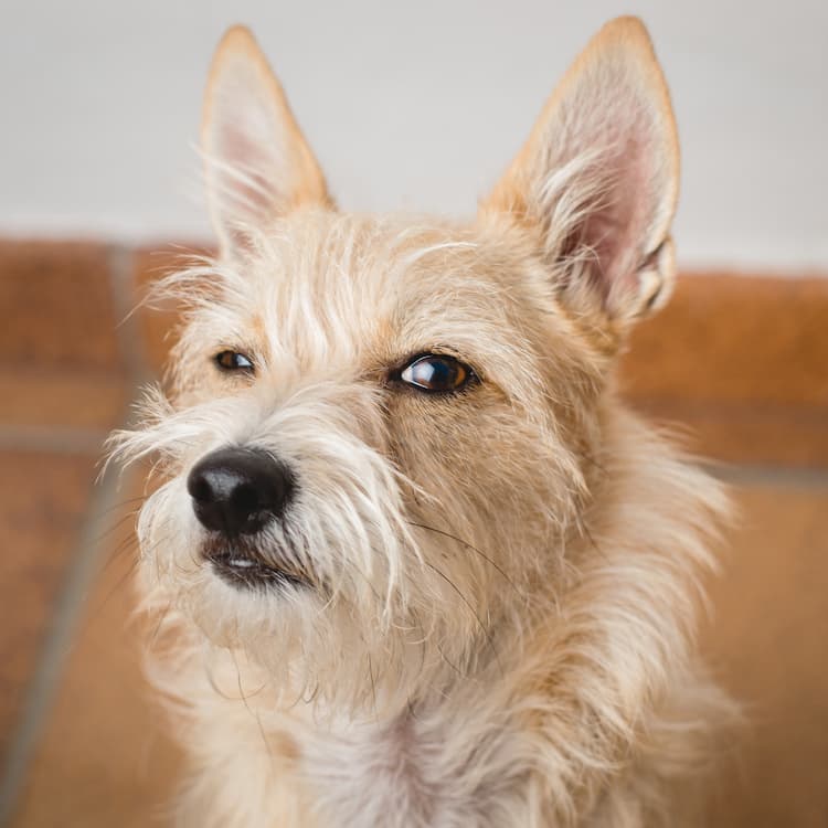 6 Scents Your Dog Probably Can’t Stand
