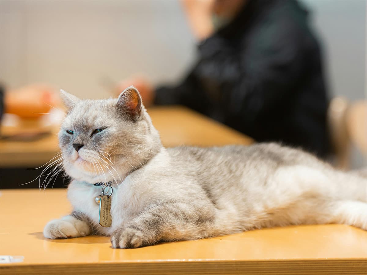 cat lying on table at cat cafe