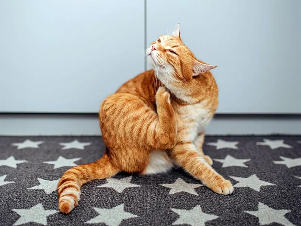 cat scratching their neck from fleas