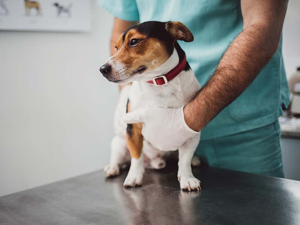 My Dog Has Diarrhea. Should I Call the Vet?