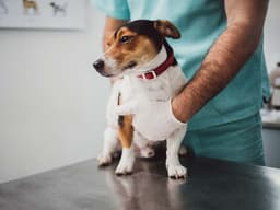My Dog Has Diarrhea. Should I Call the Vet?