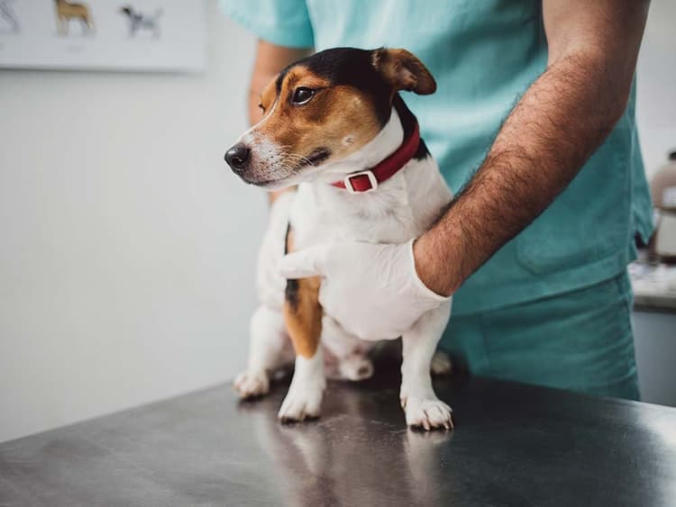 My Dog Has Diarrhea. Should I Call the Vet?