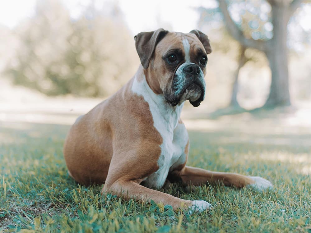 boxer lying in grass